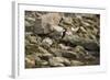 Red Wattled Lapwing (Vanellus Indicus), Ranthambhore, Rajasthan, India-Janette Hill-Framed Photographic Print