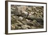 Red Wattled Lapwing (Vanellus Indicus), Ranthambhore, Rajasthan, India-Janette Hill-Framed Photographic Print