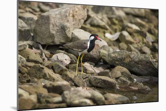 Red Wattled Lapwing (Vanellus Indicus), Ranthambhore, Rajasthan, India-Janette Hill-Mounted Photographic Print