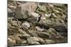 Red Wattled Lapwing (Vanellus Indicus), Ranthambhore, Rajasthan, India-Janette Hill-Mounted Photographic Print