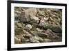 Red Wattled Lapwing (Vanellus Indicus), Ranthambhore, Rajasthan, India-Janette Hill-Framed Photographic Print