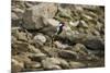 Red Wattled Lapwing (Vanellus Indicus), Ranthambhore, Rajasthan, India-Janette Hill-Mounted Photographic Print