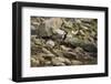Red Wattled Lapwing (Vanellus Indicus), Ranthambhore, Rajasthan, India-Janette Hill-Framed Photographic Print