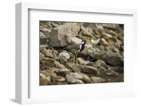 Red Wattled Lapwing (Vanellus Indicus), Ranthambhore, Rajasthan, India-Janette Hill-Framed Photographic Print