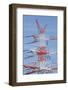 Red white power pole, high-voltage pole, with transmission lines, Bremen, Germany-Torsten Krüger-Framed Photographic Print