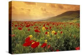 Red Wild Poppies in Galilee-Richard T. Nowitz-Stretched Canvas