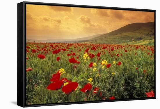 Red Wild Poppies in Galilee-Richard T. Nowitz-Framed Stretched Canvas