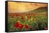 Red Wild Poppies in Galilee-Richard T. Nowitz-Framed Stretched Canvas