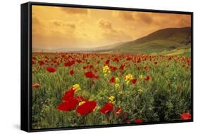 Red Wild Poppies in Galilee-Richard T. Nowitz-Framed Stretched Canvas