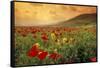 Red Wild Poppies in Galilee-Richard T. Nowitz-Framed Stretched Canvas