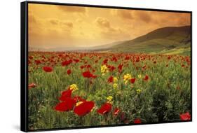 Red Wild Poppies in Galilee-Richard T. Nowitz-Framed Stretched Canvas