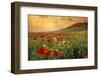 Red Wild Poppies in Galilee-Richard T. Nowitz-Framed Premium Photographic Print