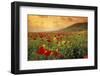 Red Wild Poppies in Galilee-Richard T. Nowitz-Framed Premium Photographic Print