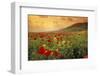 Red Wild Poppies in Galilee-Richard T. Nowitz-Framed Premium Photographic Print