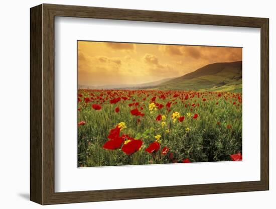 Red Wild Poppies in Galilee-Richard T. Nowitz-Framed Photographic Print