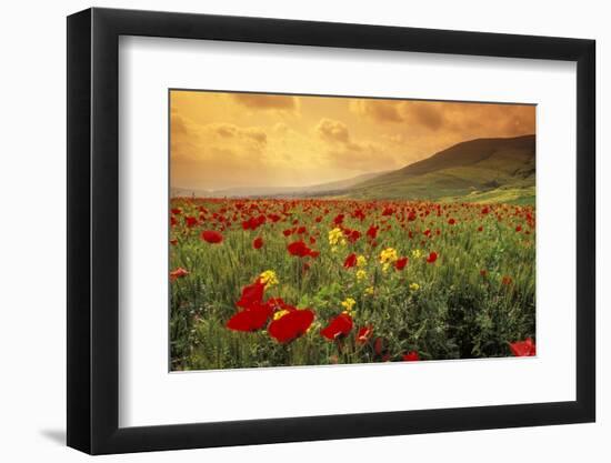 Red Wild Poppies in Galilee-Richard T. Nowitz-Framed Photographic Print
