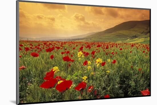 Red Wild Poppies in Galilee-Richard T. Nowitz-Mounted Photographic Print