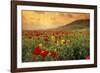 Red Wild Poppies in Galilee-Richard T. Nowitz-Framed Photographic Print