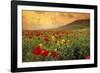 Red Wild Poppies in Galilee-Richard T. Nowitz-Framed Photographic Print