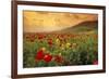 Red Wild Poppies in Galilee-Richard T. Nowitz-Framed Photographic Print