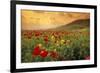 Red Wild Poppies in Galilee-Richard T. Nowitz-Framed Photographic Print