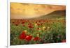 Red Wild Poppies in Galilee-Richard T. Nowitz-Framed Photographic Print