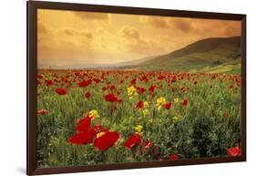 Red Wild Poppies in Galilee-Richard T. Nowitz-Framed Photographic Print