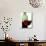 Red Wine Glass with Half-Full Wine Bottle in Background-Joerg Lehmann-Mounted Photographic Print displayed on a wall