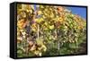 Red Wine Grapes, Autumn, Uhlbach, Baden Wurttemberg, Germany, Europe-Markus Lange-Framed Stretched Canvas