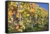 Red Wine Grapes, Autumn, Uhlbach, Baden Wurttemberg, Germany, Europe-Markus Lange-Framed Stretched Canvas