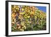 Red Wine Grapes, Autumn, Uhlbach, Baden Wurttemberg, Germany, Europe-Markus Lange-Framed Photographic Print