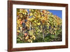 Red Wine Grapes, Autumn, Uhlbach, Baden Wurttemberg, Germany, Europe-Markus Lange-Framed Photographic Print