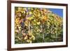 Red Wine Grapes, Autumn, Uhlbach, Baden Wurttemberg, Germany, Europe-Markus Lange-Framed Photographic Print