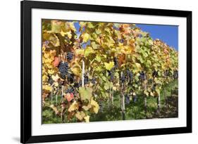 Red Wine Grapes, Autumn, Uhlbach, Baden Wurttemberg, Germany, Europe-Markus Lange-Framed Photographic Print