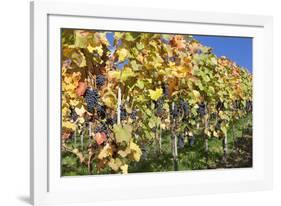 Red Wine Grapes, Autumn, Uhlbach, Baden Wurttemberg, Germany, Europe-Markus Lange-Framed Photographic Print