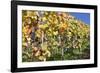 Red Wine Grapes, Autumn, Uhlbach, Baden Wurttemberg, Germany, Europe-Markus Lange-Framed Photographic Print