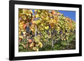 Red Wine Grapes, Autumn, Uhlbach, Baden Wurttemberg, Germany, Europe-Markus Lange-Framed Photographic Print