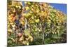 Red Wine Grapes, Autumn, Uhlbach, Baden Wurttemberg, Germany, Europe-Markus Lange-Mounted Photographic Print
