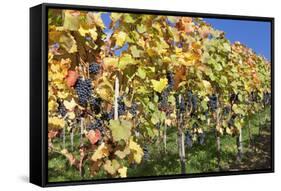 Red Wine Grapes, Autumn, Uhlbach, Baden Wurttemberg, Germany, Europe-Markus Lange-Framed Stretched Canvas