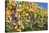 Red Wine Grapes, Autumn, Uhlbach, Baden Wurttemberg, Germany, Europe-Markus Lange-Stretched Canvas