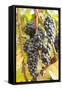 Red Wine Grapes, Autumn, Uhlbach, Baden Wurttemberg, Germany, Europe-Markus Lange-Framed Stretched Canvas