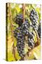 Red Wine Grapes, Autumn, Uhlbach, Baden Wurttemberg, Germany, Europe-Markus Lange-Stretched Canvas