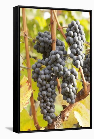 Red Wine Grapes, Autumn, Uhlbach, Baden Wurttemberg, Germany, Europe-Markus Lange-Framed Stretched Canvas