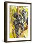 Red Wine Grapes, Autumn, Uhlbach, Baden Wurttemberg, Germany, Europe-Markus Lange-Framed Photographic Print