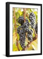 Red Wine Grapes, Autumn, Uhlbach, Baden Wurttemberg, Germany, Europe-Markus Lange-Framed Photographic Print