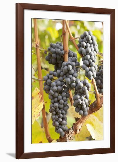 Red Wine Grapes, Autumn, Uhlbach, Baden Wurttemberg, Germany, Europe-Markus Lange-Framed Photographic Print