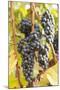 Red Wine Grapes, Autumn, Uhlbach, Baden Wurttemberg, Germany, Europe-Markus Lange-Mounted Photographic Print