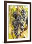 Red Wine Grapes, Autumn, Uhlbach, Baden Wurttemberg, Germany, Europe-Markus Lange-Framed Photographic Print