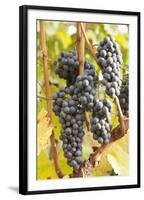 Red Wine Grapes, Autumn, Uhlbach, Baden Wurttemberg, Germany, Europe-Markus Lange-Framed Photographic Print