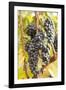 Red Wine Grapes, Autumn, Uhlbach, Baden Wurttemberg, Germany, Europe-Markus Lange-Framed Photographic Print